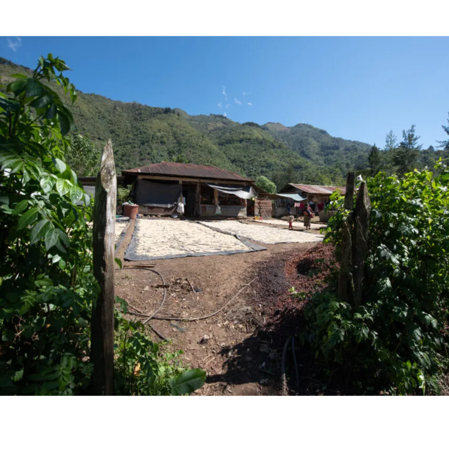 Organic Coffee CODECH Mujeres Productoras - Guatemala 250 g. High quality speciality coffee