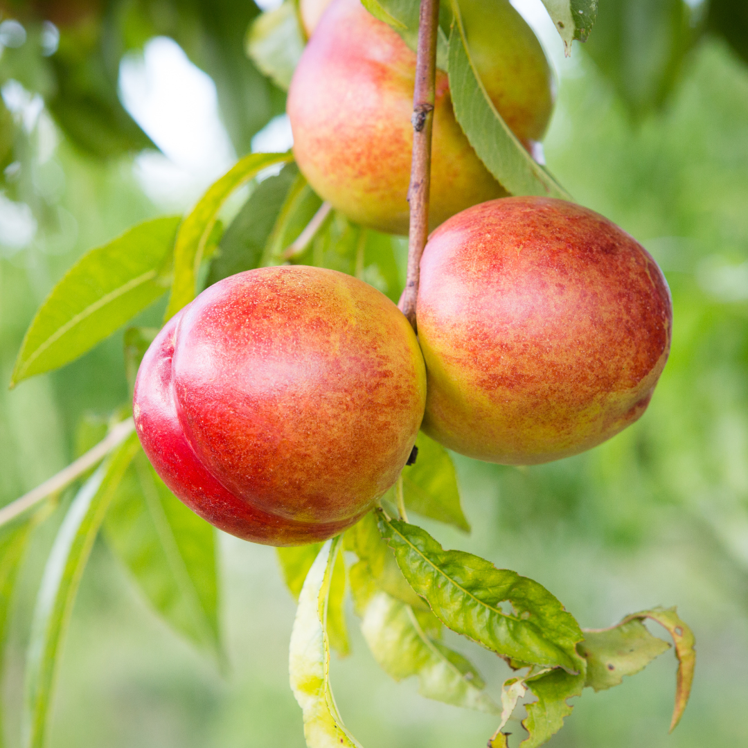 Organic Nectarine jam without added sugar nor sweeteners, 250g