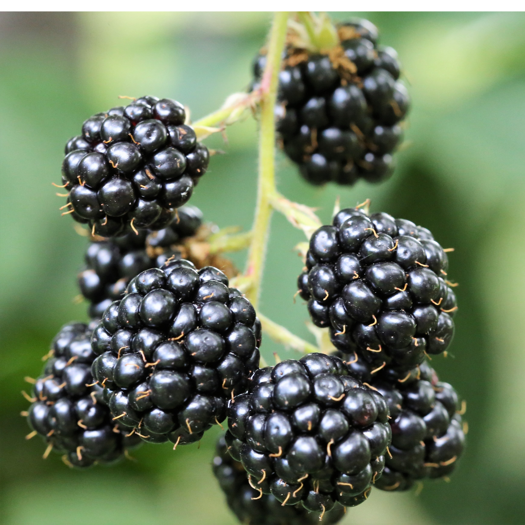 Organic Blackberry jam without added sugar nor sweeteners, 250g