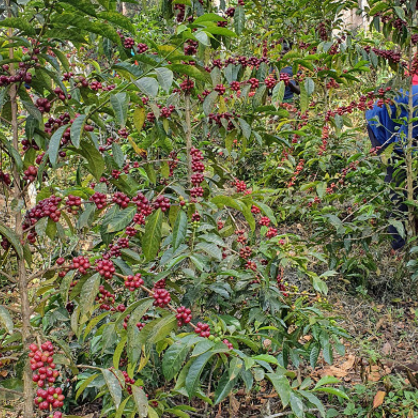 Coffee Gedeb Halo Beriti, Etiopía ( proceso natural), 250 g. High quality speciality coffee