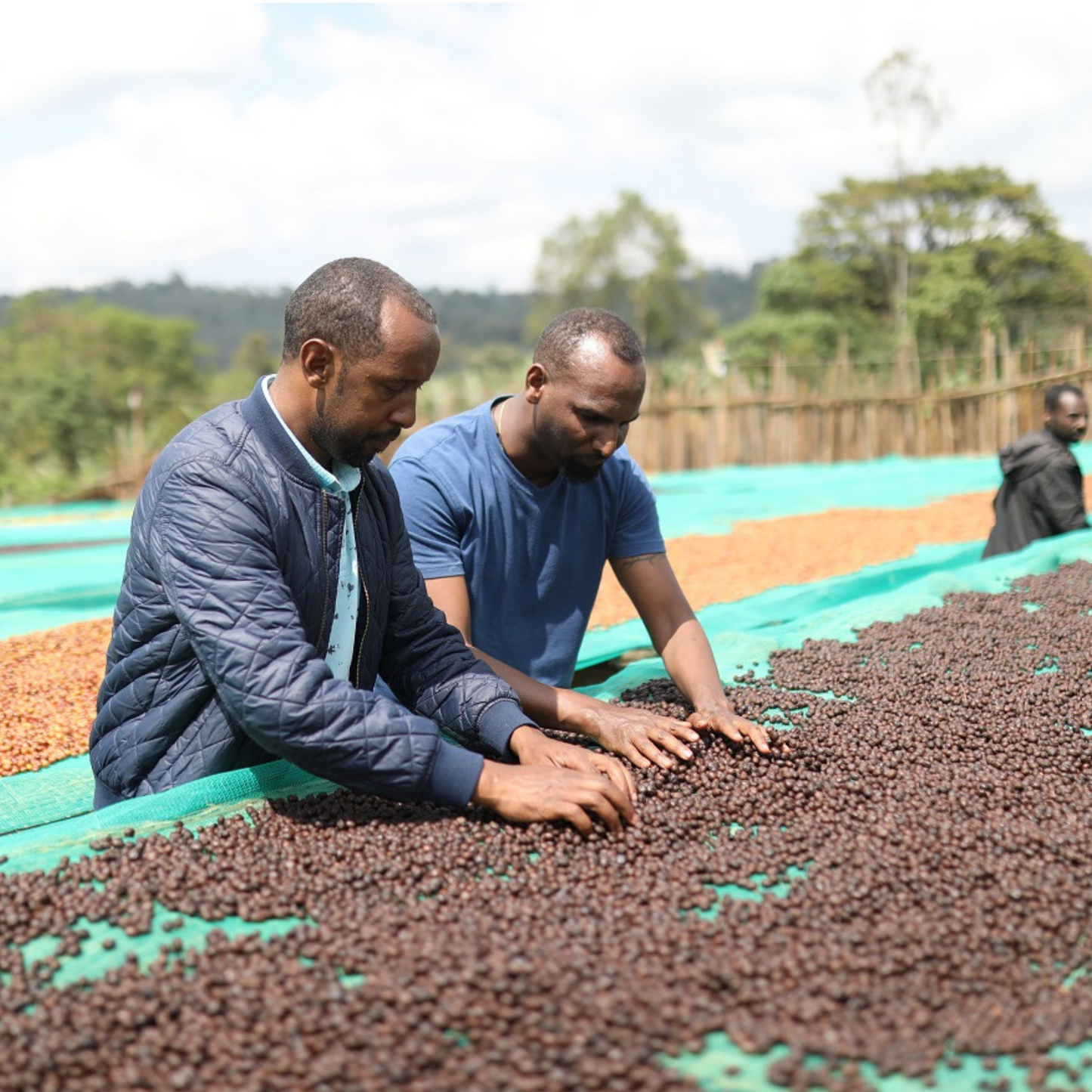 Coffee Gedeb Halo Beriti, Etiopía ( proceso natural), 250 g. High quality speciality coffee