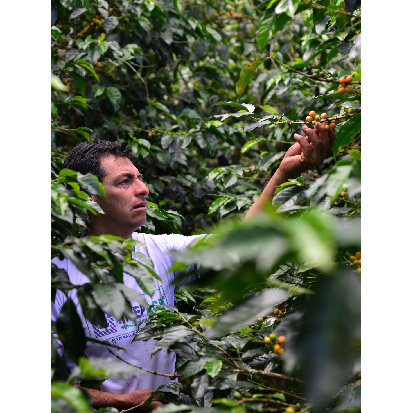 Coffee El Eden, Peru, Soft fruity profile, 250 g. High quality speciality coffee