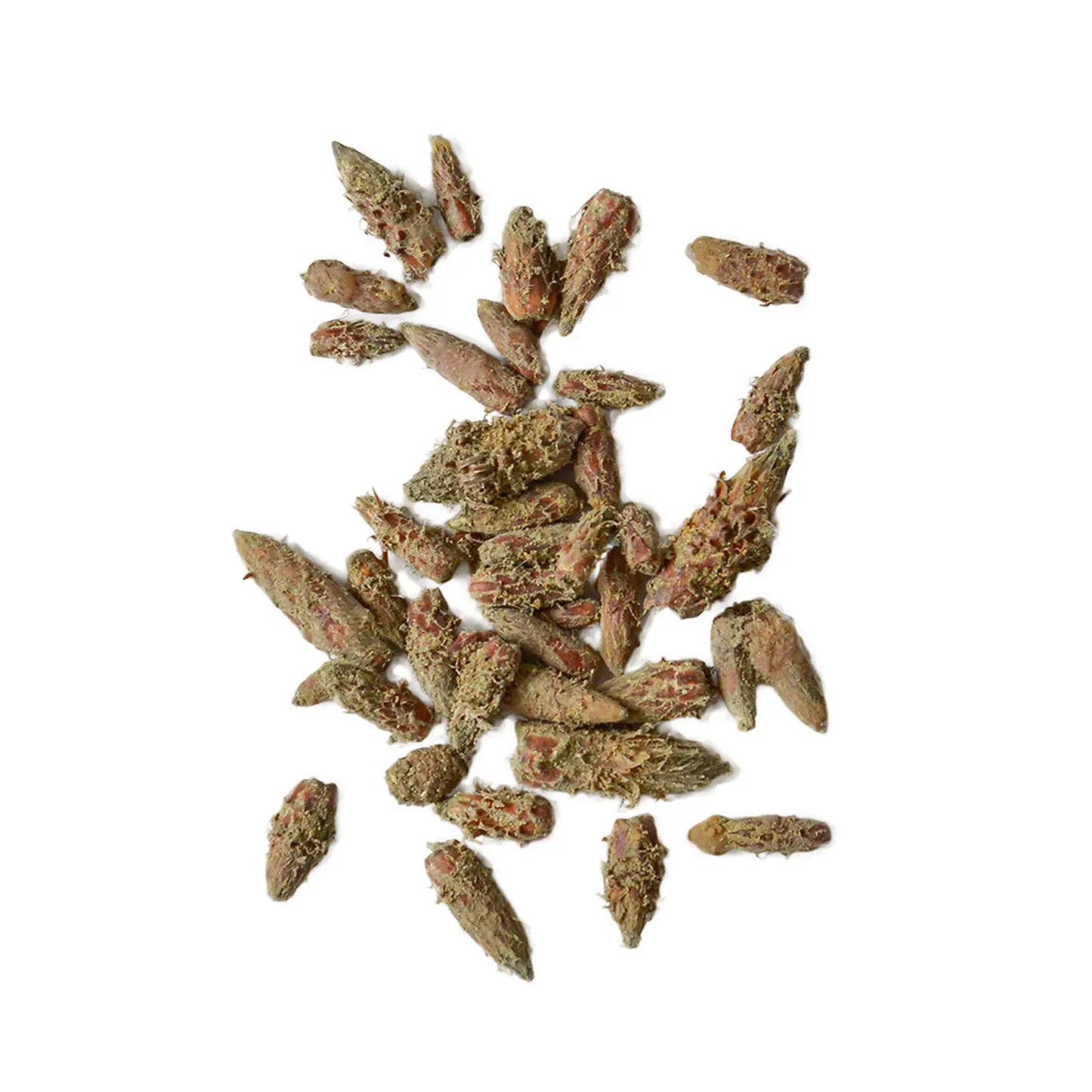 Pine bud tea